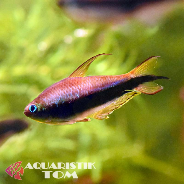 Kaisersalmler, Nematobrycon palmeri